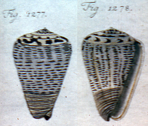 Cucullus fraxineus  Röding, 1798 Representation of Lectotype Image