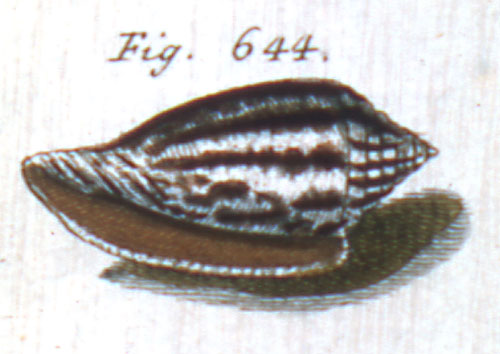 Conus fulgurans  Hwass in Bruguière, 1792 Representation of Lectotype Image