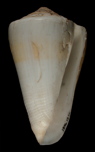 Conus fulvocinctus  Crosse, 1872 Primary Type Image