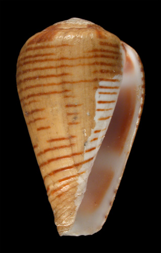 Conus fuscolineatus  Sowerby iii, 1905 Primary Type Image