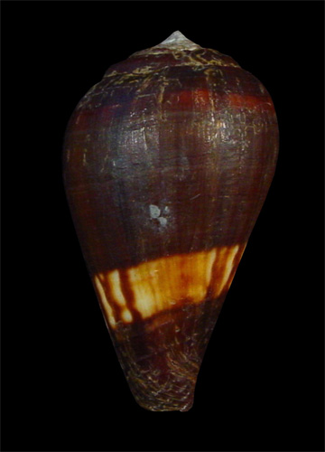 Conus gabrielae  Röckel & Rolán, 2000 Primary Type Image