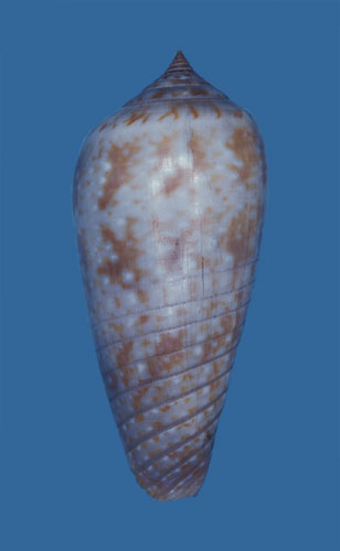 Conus gabrielii  Kiener, 1846 Primary Type Image