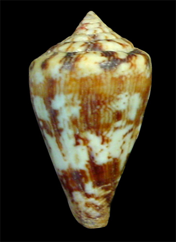 Conus damottai galeao  Rolán, 1990 Primary Type Image