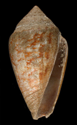 Conus galloprovincialis  Locard, 1886 Primary Type Image