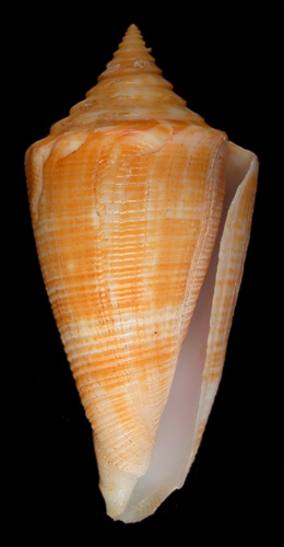 Conus garciai  da Motta, 1982 Primary Type Image