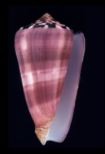 Conus (Dendroconus) gauguini  Richard & Salvat, 1973 Primary Type Image