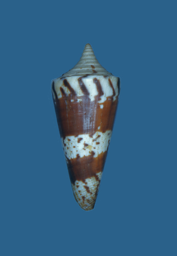 Conus generalis  Linnaeus, 1767 Primary Type Image