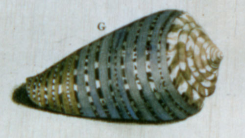 Conus genuanus  Linnaeus, 1758 Representation of Lectotype Image