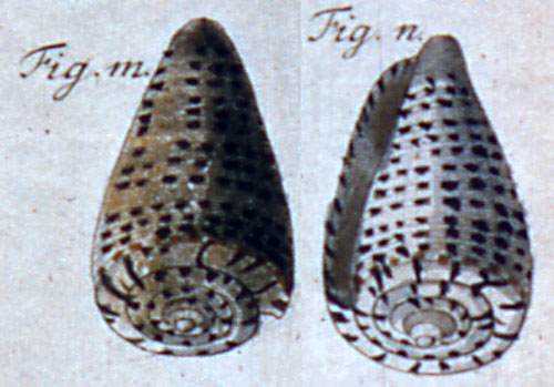 Cucullus genuinus  Röding, 1798 Representation of Lectotype Image