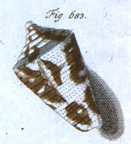 Cucullus geographicus  Röding, 1798 Representation of Lectotype Image