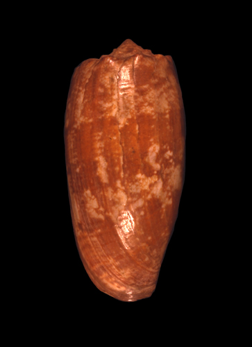 Conus geographus  Linnaeus, 1758 Primary Type Image