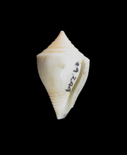 Conus gibsonsmithorum  Petuch, 1986 Primary Type Image