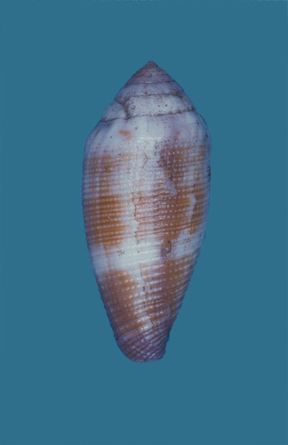 Conus glans  Hwass in Bruguière, 1792 Primary Type Image