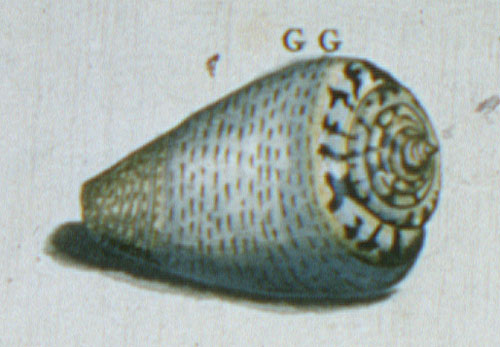 Conus glaucus  Linnaeus, 1758 Representation of Lectotype Image