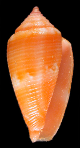 Conus (Leporiconus) glenni  Petuch, 1993 Primary Type Image