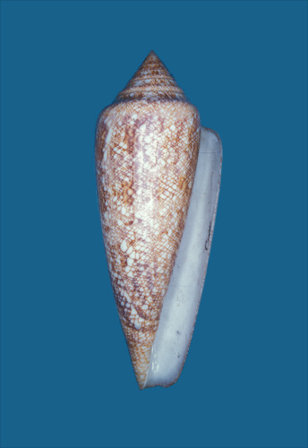 Conus gloria  Bosc, 1801 Primary Type Image