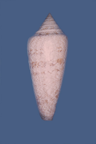 Conus gloriamaris  Hwass in Bruguière, 1792 Primary Type Image