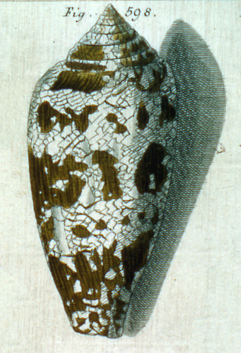 Cucullus gloriamaris  Röding, 1798 Representation of Lectotype Image