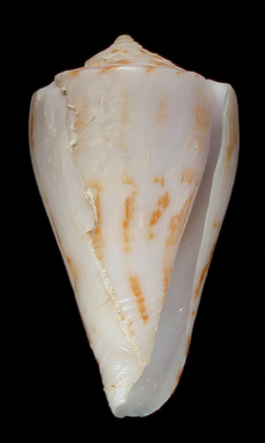 Conus goajira  Petuch, 1992 Primary Type Image