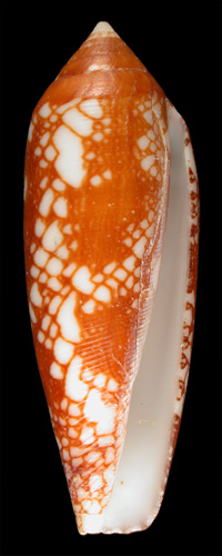 Conus gracianus  da Motta & Blöcher in da Motta, 1982 Primary Type Image