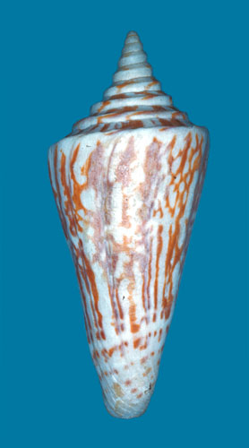 Conus gradatus  Reeve, 1843 Primary Type Image