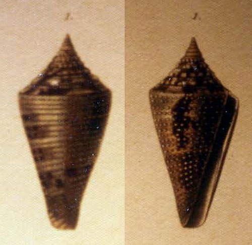 Conus mappa granarius  Kiener, 1847 Representation of Holotype Image