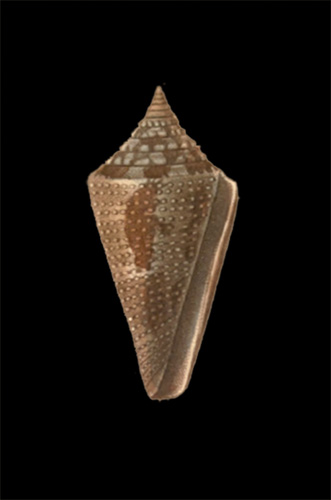 Conus africanus  Kiener, 1848 Primary Type Image