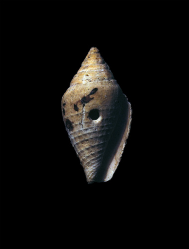 Conus granularis  Borson, 1820 Primary Type Image