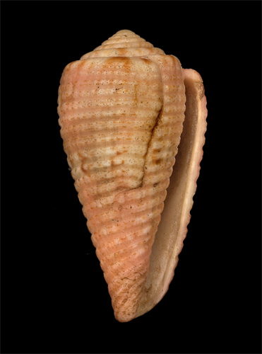 Conus granulatus  Linnaeus, 1758 Primary Type Image