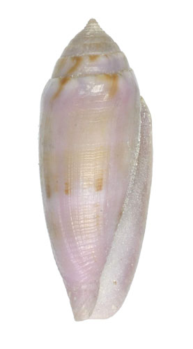 Conus granum  Röckel & Fischöder, 1985 Primary Type Image