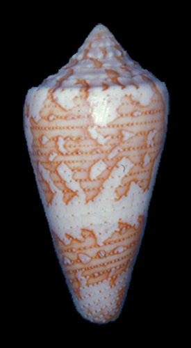 Conus cedonulli grenadensis  Hwass in Bruguière, 1792 Primary Type Image