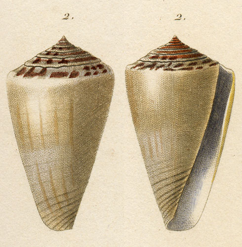 Conus griseus  Kiener, 1846 Original Figure Image