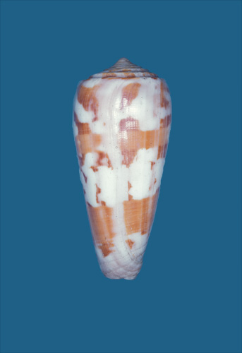 Conus gubernator  Hwass in Bruguière, 1792 Primary Type Image