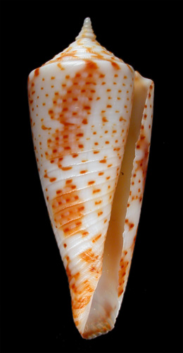 Conus (Fumiconus) guidopoppei  Raybaudi Massilia, G., 2005 Primary Type Image