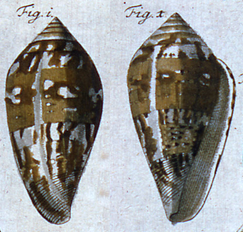 Conus ammiralis guineensis  Gmelin, 1791 Representation of Lectotype Image