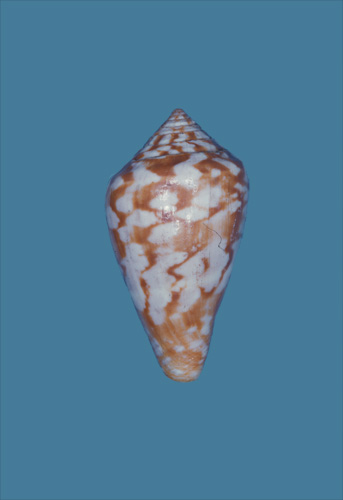 Conus guinaicus  Hwass in Bruguière, 1792 Primary Type Image