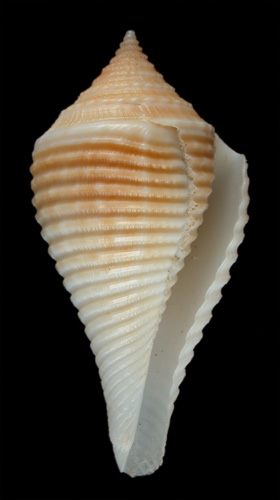 Conus guyanensis  Van Mol, 1973 Primary Type Image