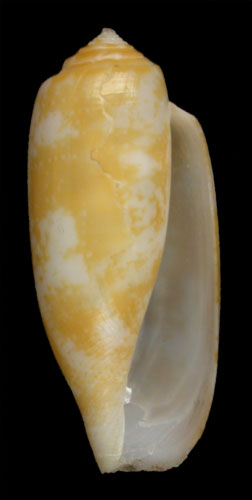 Conus halitropus  Bartsch & Rehder, 1943 Primary Type Image