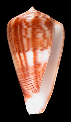 Conus halli  da Motta, 1983 Primary Type Image