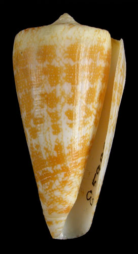 Conus harlandi  Petuch, 1987 Primary Type Image