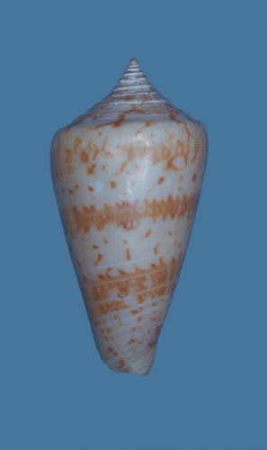 Conus hedgesi  Sowerby iii, 1913 Primary Type Image