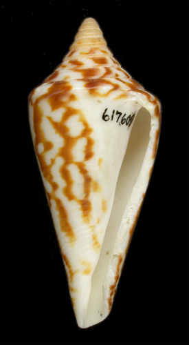 Conus recurvus helenae  Schwengel, 1955 Primary Type Image