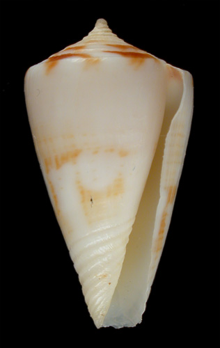 Conus hennequini  Petuch, 1992 Primary Type Image