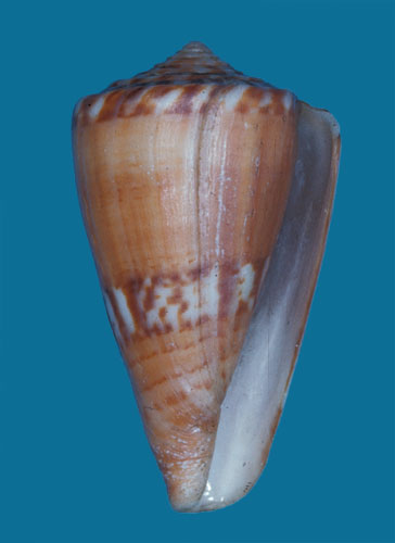 Conus henoquei  Bernardi, 1860 Primary Type Image