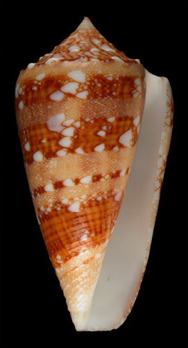 Conus hereditarius  da Motta, 1987 Primary Type Image