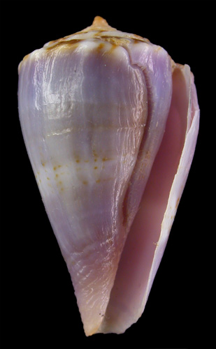 Conus hilli  Petuch, 1990 Primary Type Image