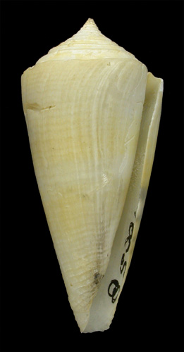 Conus honkeri  Petuch, 1988 Primary Type Image