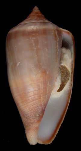 Conus huberorum  da Motta, 1989 Primary Type Image