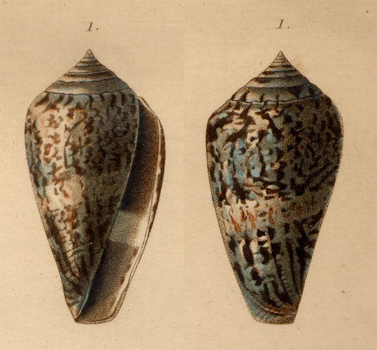 Conus hybridus  Kiener, 1847 Original Figure Image