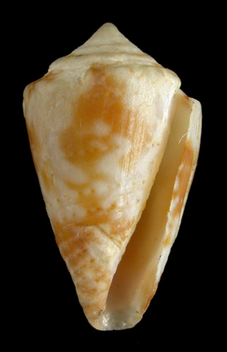 Conus iansa  Petuch, 1979 Primary Type Image